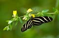 032 Zebra-Falter - Heliconius charitonius